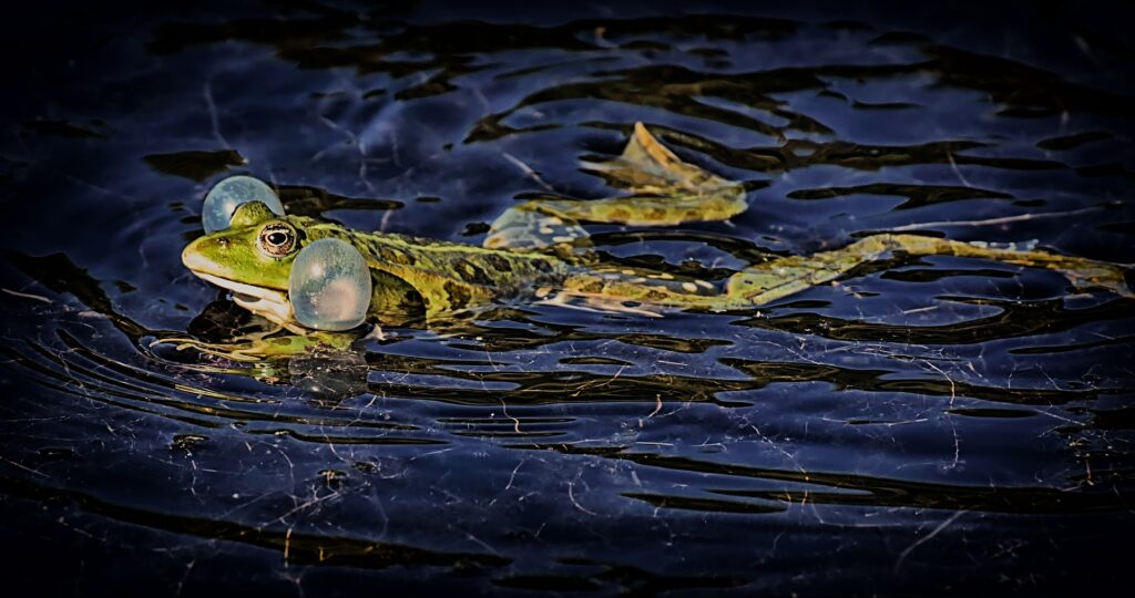 Schwimmender Frosch.