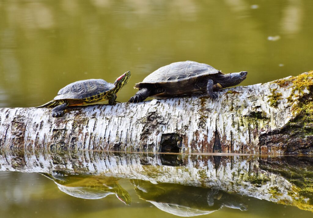 Zwei Schildkröten auf einem schwimmenden Baumstamm.